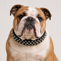 Spikes Collar