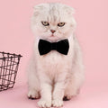 Black Bow