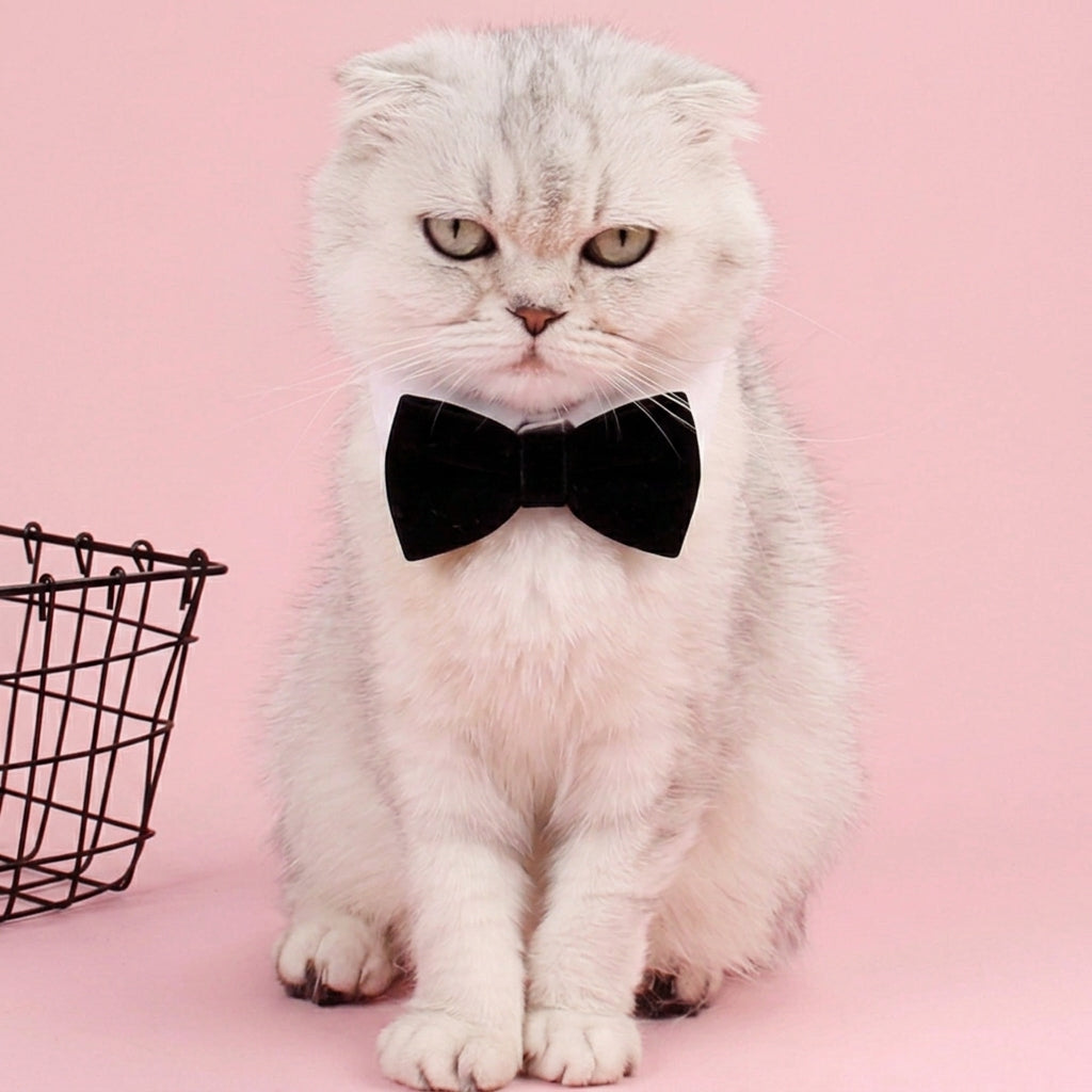 Black Bow