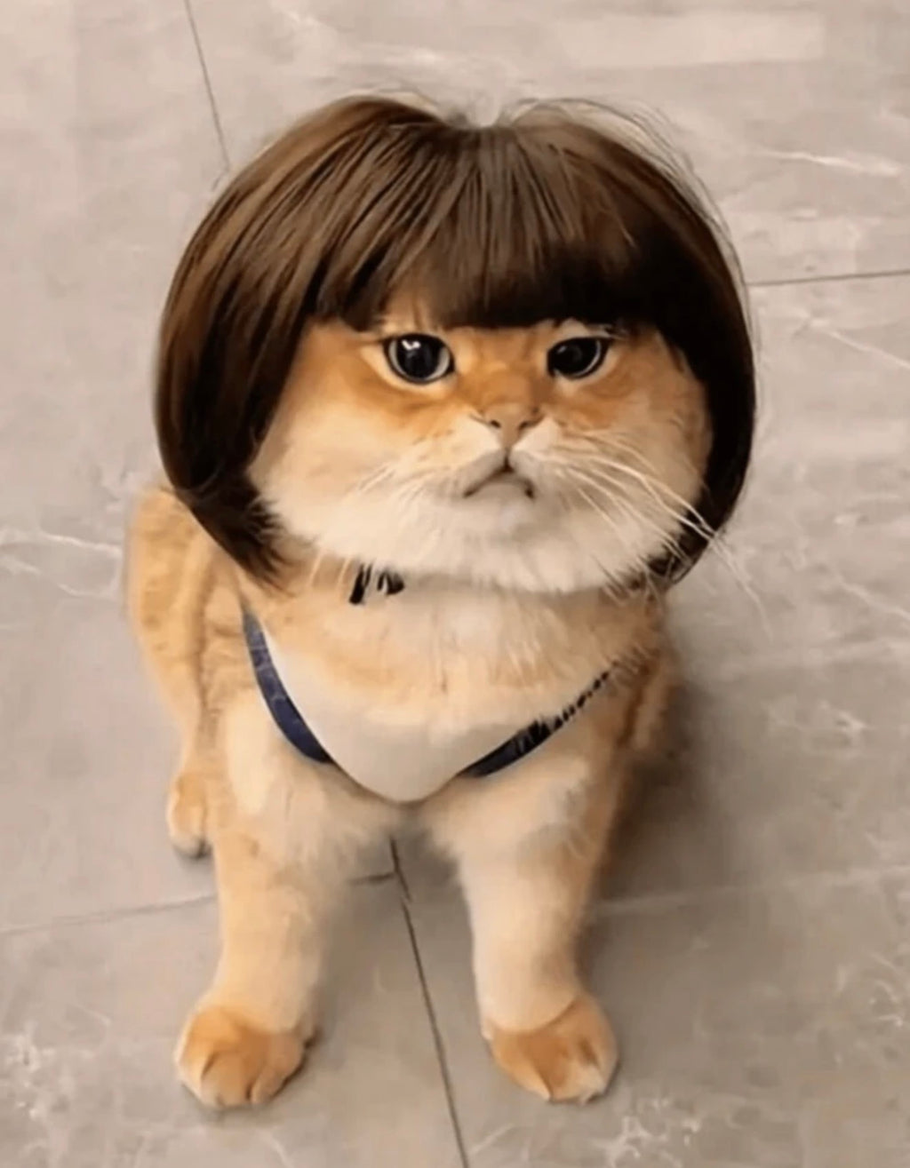 Pet Wig