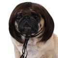 Pet Wig