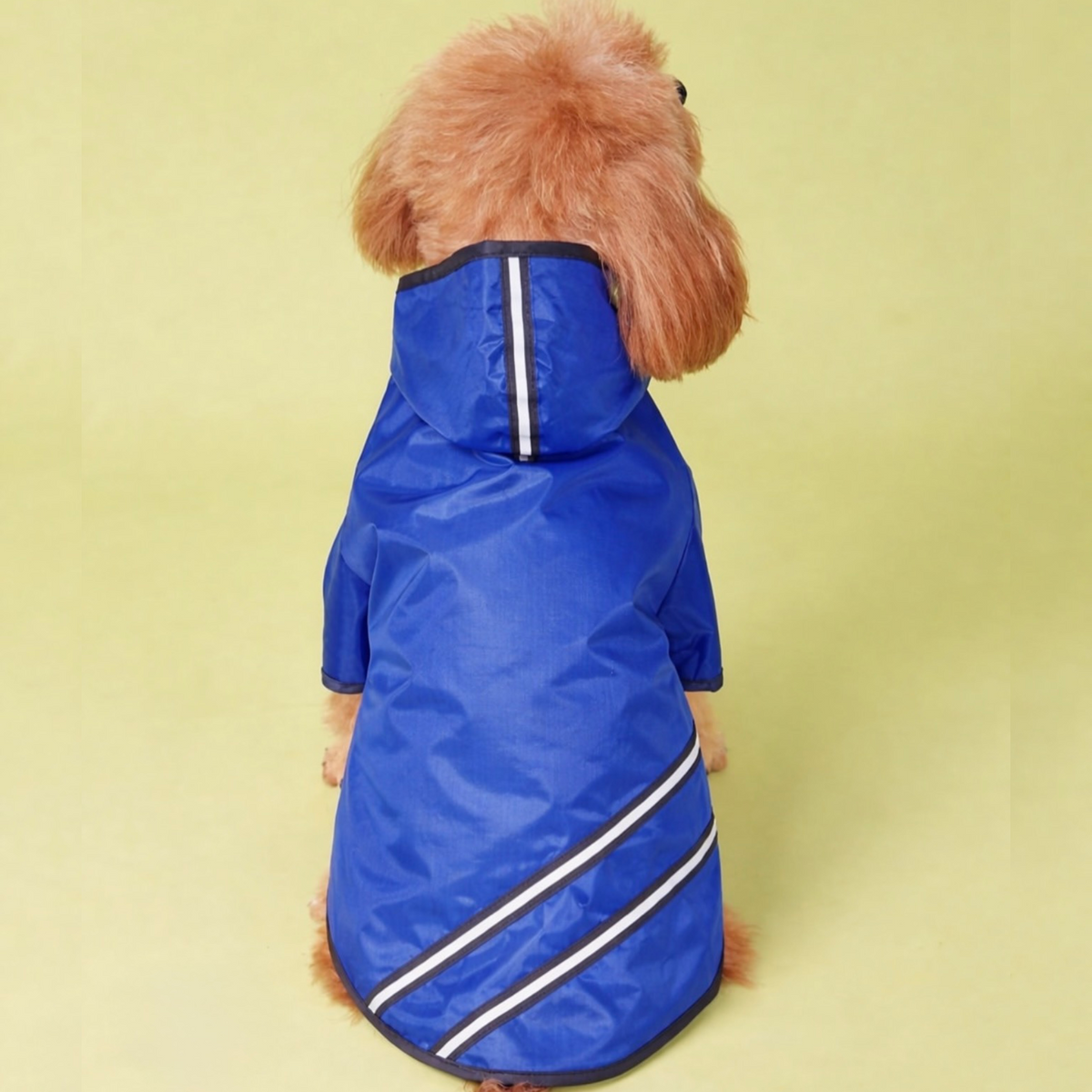 Blue Raincoat