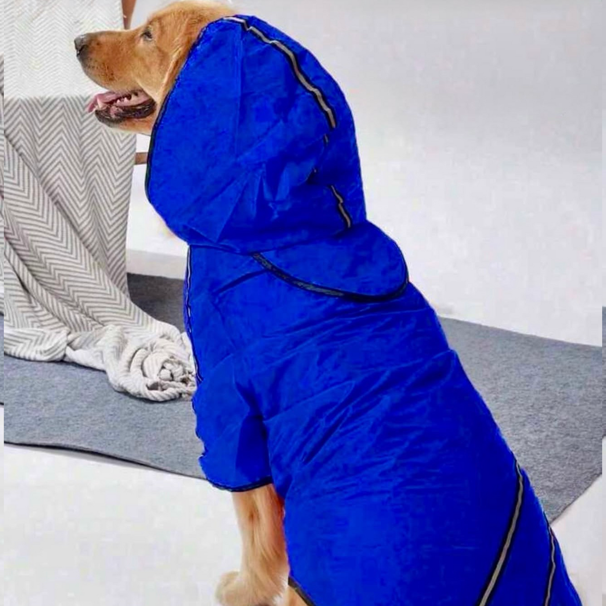 Blue Raincoat
