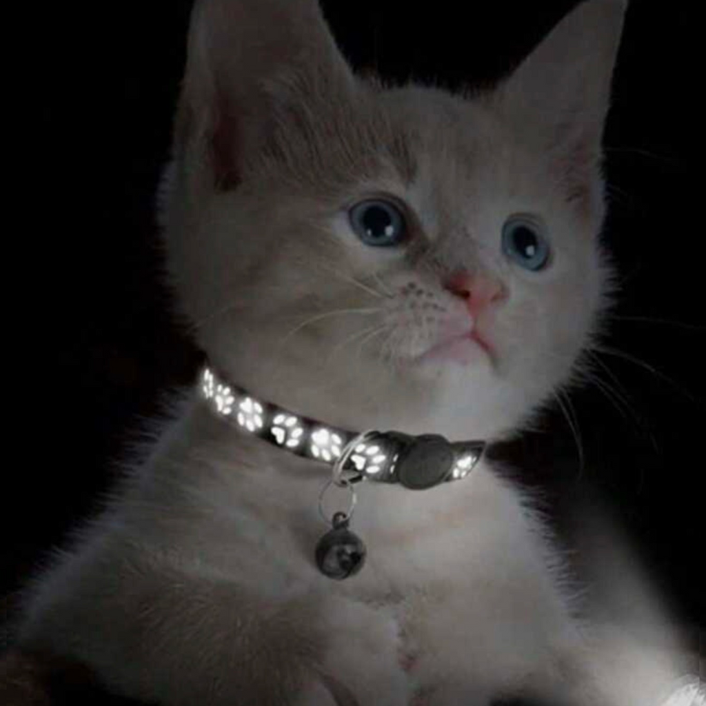 Glow in the Dark Collars