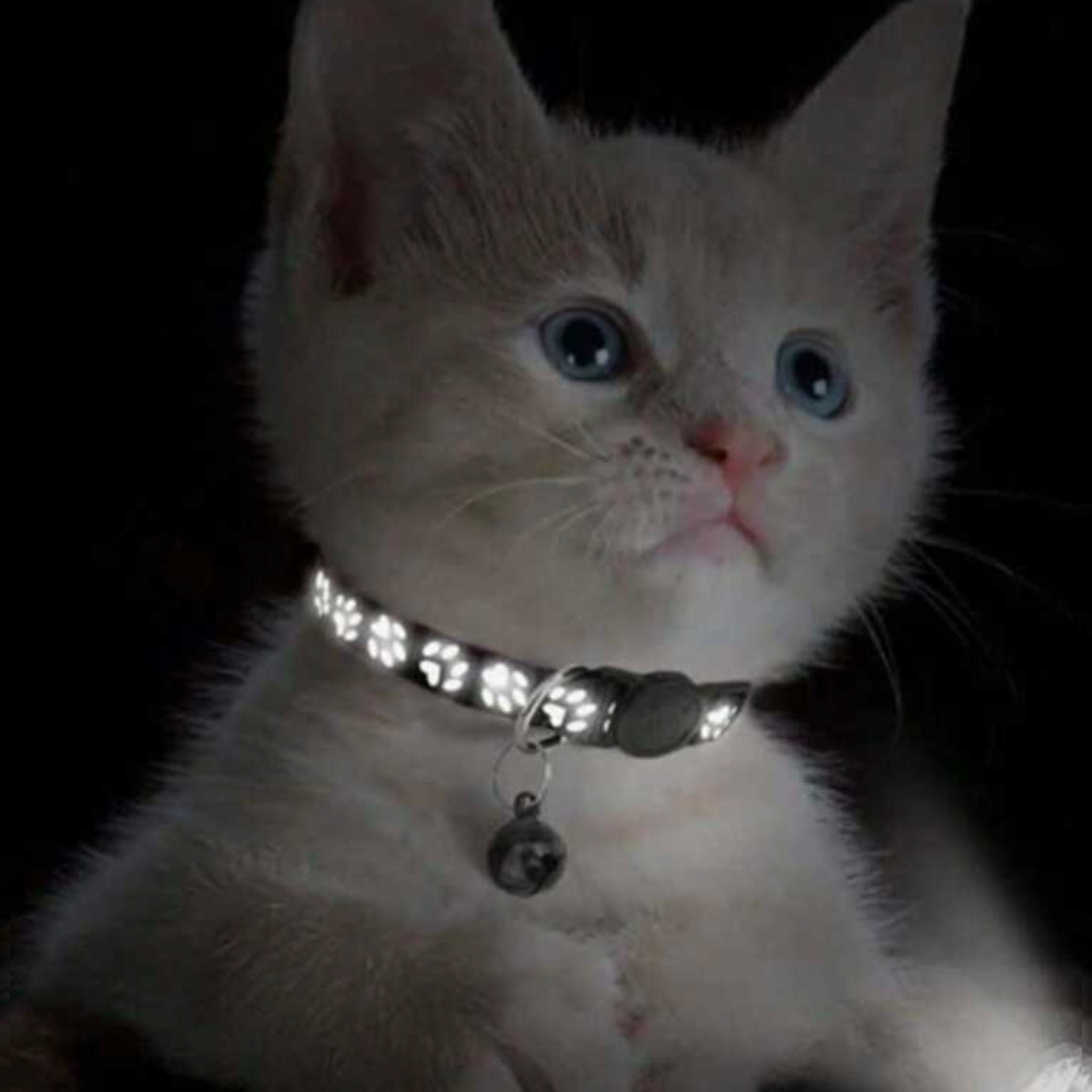 Glow in the Dark Collars